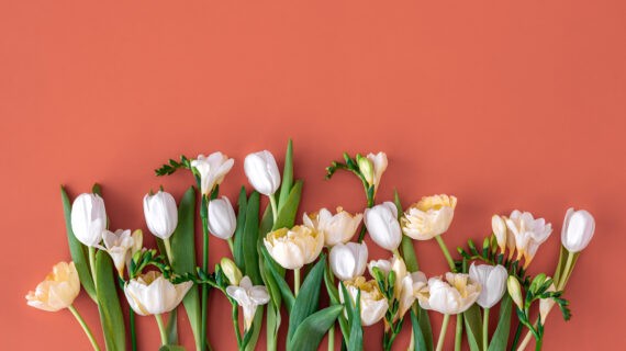 Bouquet of white tulips on a red background, flat lay, floral background.