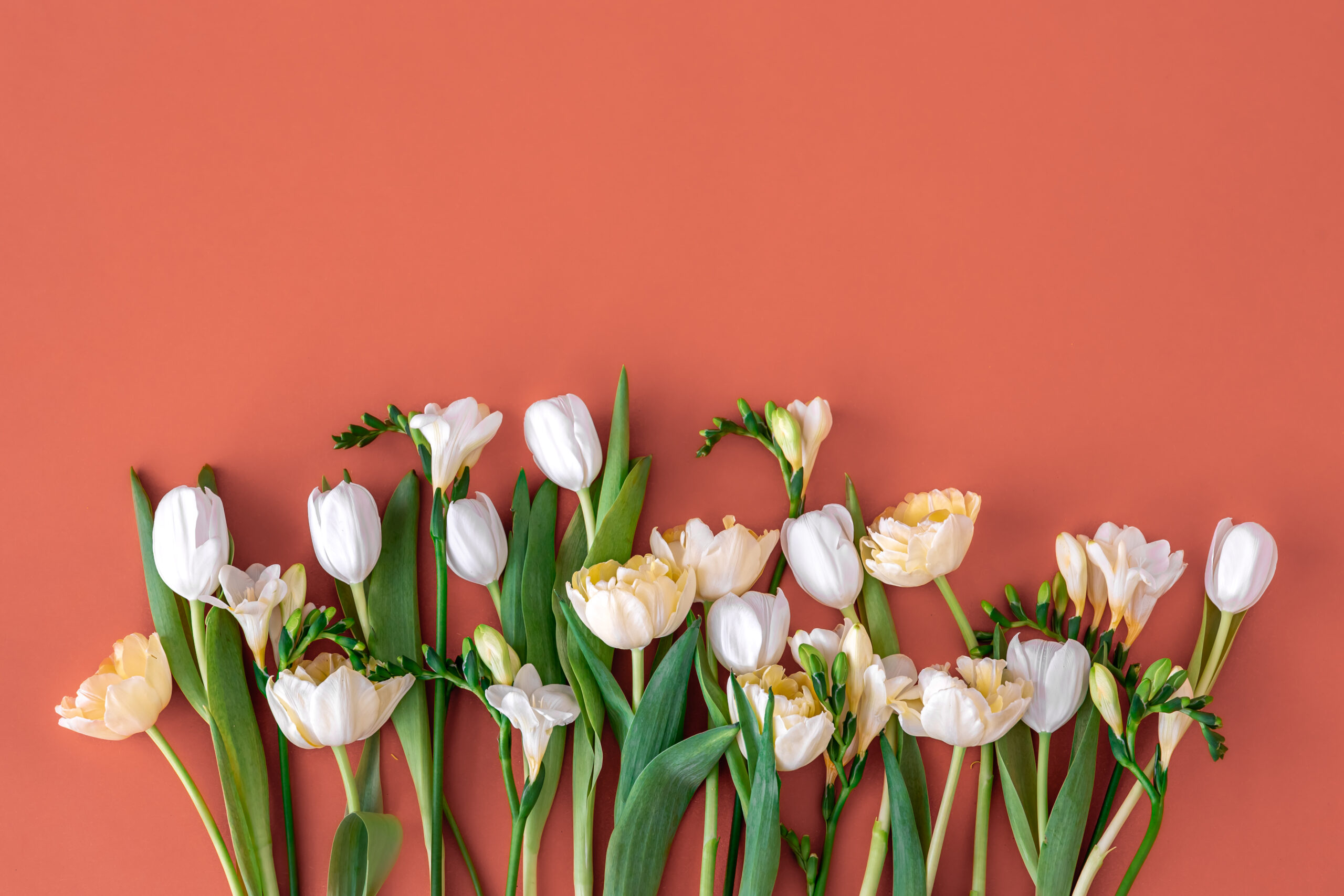 Bouquet of white tulips on a red background, flat lay, floral background.